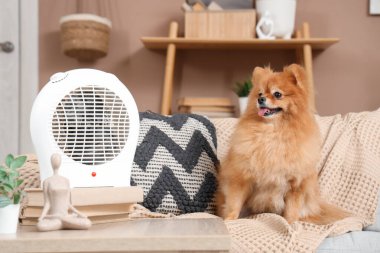 Evdeki elektrikli vantilatör ısıtıcısının yanındaki koltukta oturan sevimli Pomeranya köpeği.