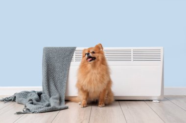 Şirin Pomeranya köpeği ve mavi duvarın yanında ekoseli elektrikli ısıtıcı.