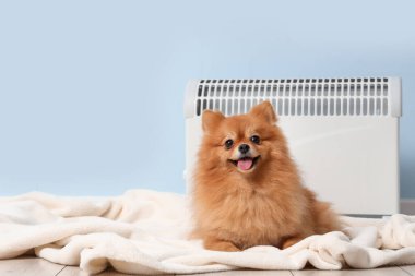 Mavi duvarın yanında elektrikli konteyner ısıtıcısı olan sevimli Pomeranya köpeği.