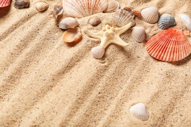 Farklı deniz kabukları ve deniz yıldızları.