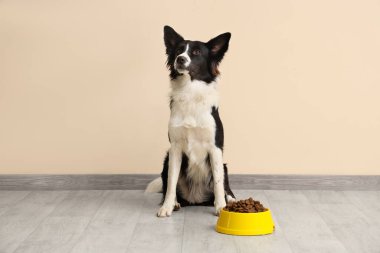 Tatlı Border Collie köpeği ve bej duvarın yanında kuru yiyeceklerle kase.