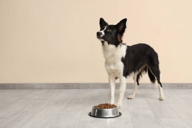 Tatlı Border Collie köpeği ve bej duvarın yanında kuru yiyeceklerle kase.