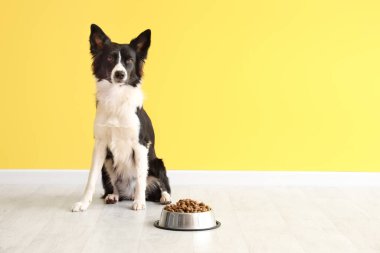Tatlı Border Collie köpeği ve sarı duvarın yanında kuru yiyecekler.