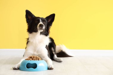 Tatlı Border Collie köpeği ve sarı duvarın yanında kuru yiyecekler.