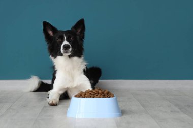 Tatlı Border Collie köpeği ve mavi duvarın yanında kuru yiyeceklerle dolu bir kase.