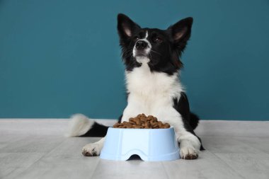 Tatlı Border Collie köpeği ve mavi duvarın yanında kuru yiyeceklerle dolu bir kase.