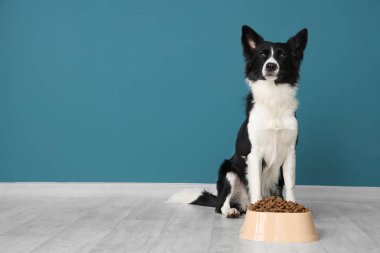 Tatlı Border Collie köpeği ve mavi duvarın yanında kuru yiyeceklerle dolu bir kase.