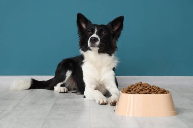 Tatlı Border Collie köpeği ve mavi duvarın yanında kuru yiyeceklerle dolu bir kase.