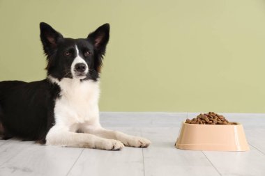 Tatlı Border Collie köpeği ve yeşil duvarın yanında kuru yiyeceklerle dolu bir kase.