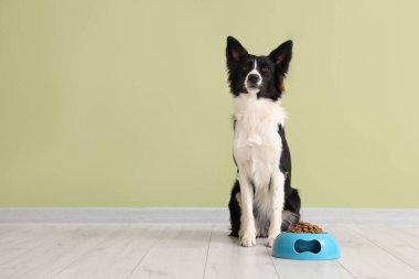 Tatlı Border Collie köpeği ve yeşil duvarın yanında kuru yiyeceklerle dolu bir kase.