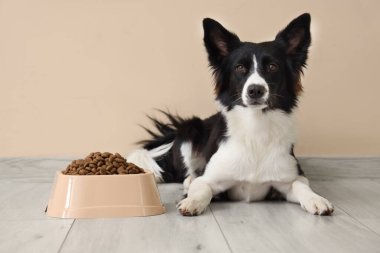 Tatlı Border Collie köpeği ve bej duvarın yanında kuru yiyeceklerle kase.