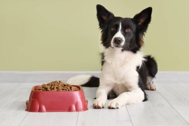 Tatlı Border Collie köpeği ve yeşil duvarın yanında kuru yiyeceklerle dolu bir kase.