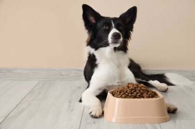 Tatlı Border Collie köpeği ve bej duvarın yanında kuru yiyeceklerle kase.