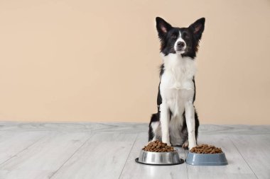 Tatlı Border Collie köpeği ve bej duvarın yanında kuru yiyeceklerle dolu kaseler.