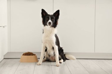 Tatlı Border Collie köpeği mutfakta kuru yemekle kasenin yanında oturuyor.
