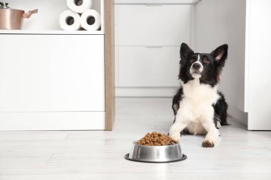 Tatlı Border Collie köpeği mutfakta kuru yemekle kâsenin yanında yatıyor.