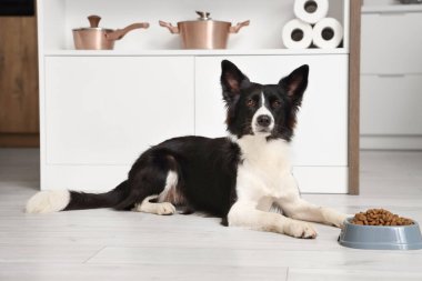 Tatlı Border Collie köpeği mutfakta kuru yemekle kâsenin yanında yatıyor.