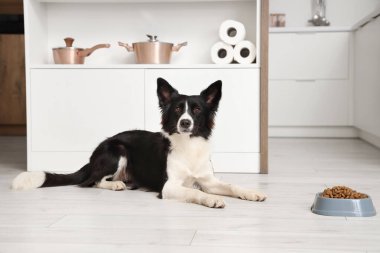 Tatlı Border Collie köpeği mutfakta kuru yemekle kâsenin yanında yatıyor.