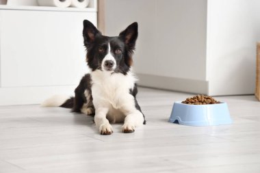 Tatlı Border Collie köpeği mutfakta kuru yemekle kâsenin yanında yatıyor.