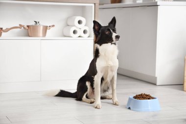 Tatlı Border Collie köpeği mutfakta kuru yemekle kasenin yanında oturuyor.