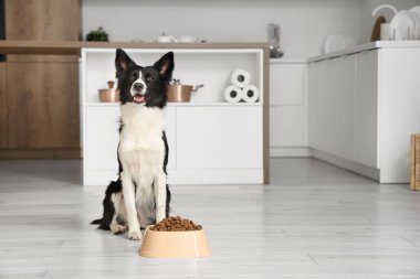 Tatlı Border Collie köpeği mutfakta kuru yemekle kasenin yanında oturuyor.
