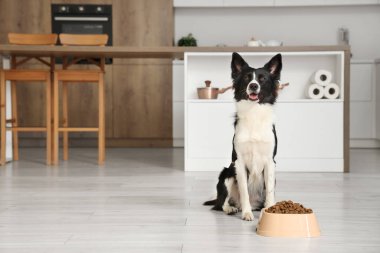 Tatlı Border Collie köpeği mutfakta kuru yemekle kasenin yanında oturuyor.