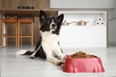 Tatlı Border Collie köpeği mutfakta kuru yemekle kâsenin yanında yatıyor.