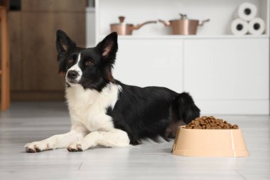 Tatlı Border Collie köpeği mutfakta kuru yemekle kâsenin yanında yatıyor.