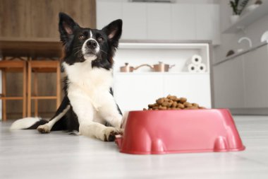 Tatlı Border Collie köpeği mutfakta kuru yemekle kâsenin yanında yatıyor.