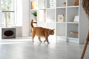Evdeki tırmalama direğinin yanında sevimli bir kedi var.