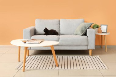 Turuncu duvarın yanındaki kanepede oturan sevimli siyah kedi.