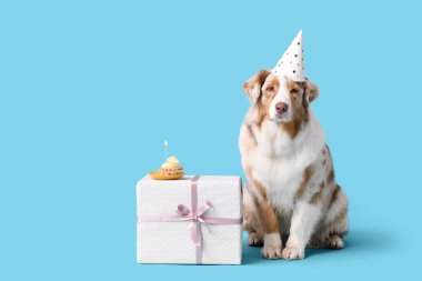 Parti şapkalı şirin Avustralyalı çoban köpeği ve mavi arka planda doğum günü pastası.