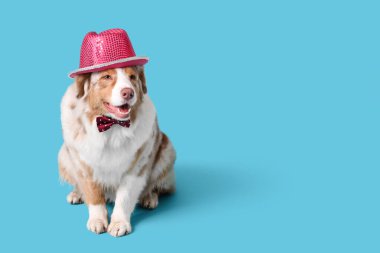 Şirin Avustralyalı çoban köpeği şapkalı ve yaylı mavi arka planda doğum gününü kutluyor.