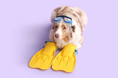 Yüzgeçli ve eflatun kaplamalı şirin Avustralya çoban köpeği. Turizm konsepti