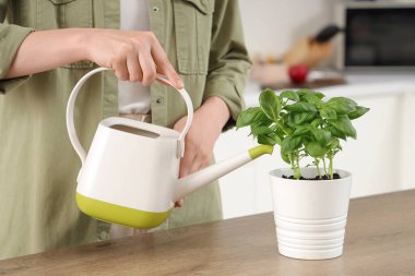 Mutfakta fesleğen sulayan kadın.