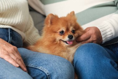 Şirin Pomeranya köpeği olan yaşlı çift evdeki kanepede oturuyor, yakın plan.