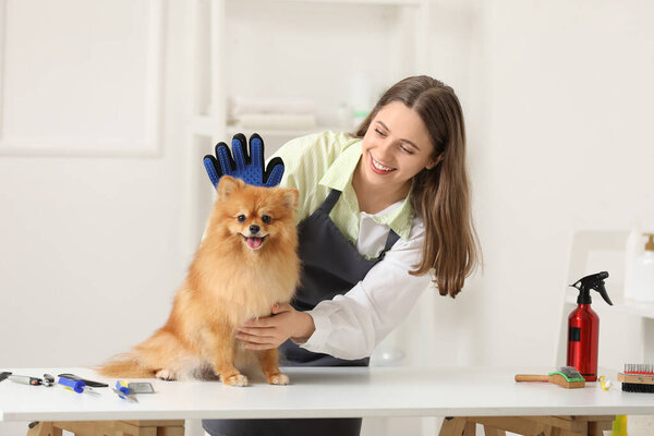 Female groomer brushing Pomeranian dog with hair removing glove in salon