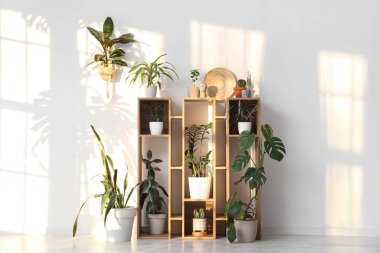 Yeşil bitkileri olan raf ünitesi odada ışık duvarının yanında.