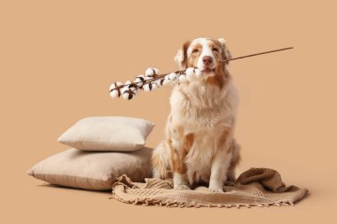 Yastıklı, battaniyeli ve bej arkaplanlı pamuklu şirin Avustralya çoban köpeği.