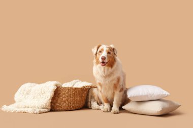 Tatlı Avustralya çoban köpeği sepetli, battaniyeli ve bej arka planda yastıklı