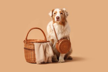 Bej arka planda el çantası ve sepeti olan şirin Avustralya çoban köpeği.