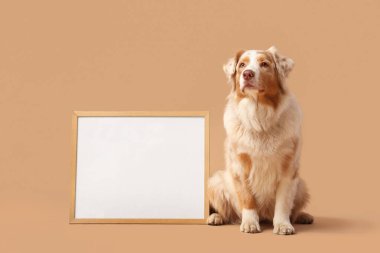 Bej arka planda boş çerçevesi olan şirin Avustralya çoban köpeği.