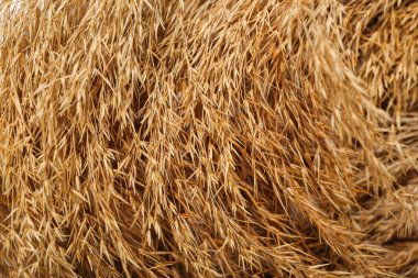 Arka plan olarak kuru otlar