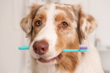 Veteriner kliniğinde diş fırçası olan sevimli Avustralya çoban köpeği, yakın plan. Hayvan Diş Sağlığı Ayı