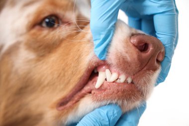 Klinikte Avustralya çoban köpeğinin dişlerini inceleyen veteriner. Hayvan Diş Sağlığı Ayı