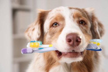 Veteriner kliniğinde diş fırçalı Avustralya çoban köpeği, yakın plan. Hayvan Diş Sağlığı Ayı