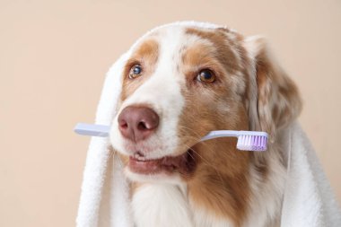 Bej arka planda diş fırçası ve havlusu olan şirin Avustralya çoban köpeği, yakın plan. Hayvan Diş Sağlığı Ayı