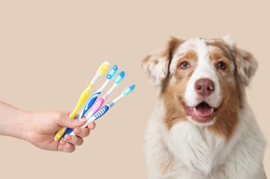 Tatlı Avustralyalı çoban köpeği ve kadın eli. Bej arka planda diş fırçaları var. Yakın plan. Hayvan Diş Sağlığı Ayı