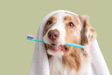 Yeşil arka planda diş fırçası ve havlusu olan şirin Avustralya çoban köpeği, yakın plan. Hayvan Diş Sağlığı Ayı