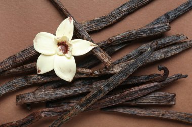 Renkli arkaplanda Aromatik vanilya çubukları ve çiçek, yakın plan